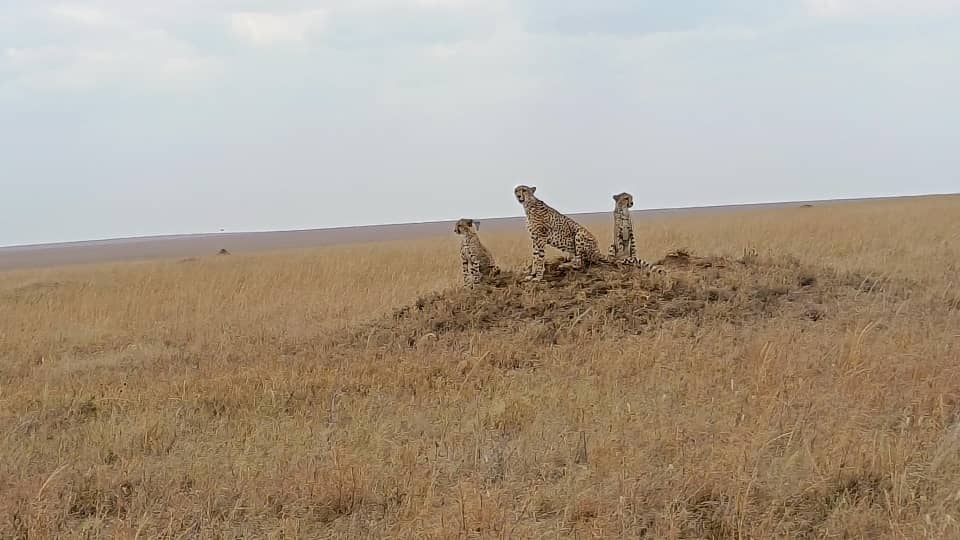 Serengeti Safari