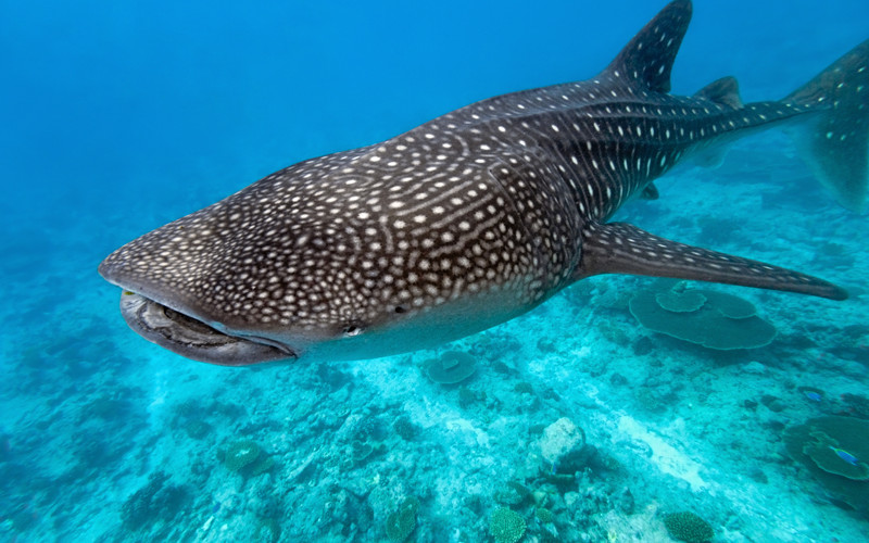 Mafia Island Whale Shark