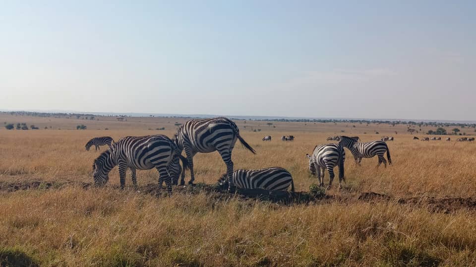 Great Migration Safari